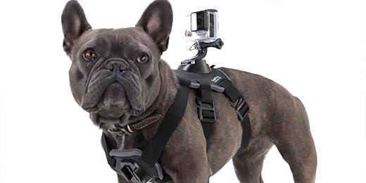 gopro-hund-harness-2